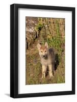 Timber Wolf (Canis lupus) eight-week old cub, standing, Montana, USA-Jurgen & Christine Sohns-Framed Photographic Print