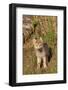 Timber Wolf (Canis lupus) eight-week old cub, standing, Montana, USA-Jurgen & Christine Sohns-Framed Photographic Print