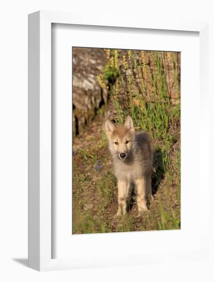 Timber Wolf (Canis lupus) eight-week old cub, standing, Montana, USA-Jurgen & Christine Sohns-Framed Photographic Print