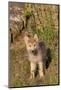 Timber Wolf (Canis lupus) eight-week old cub, standing, Montana, USA-Jurgen & Christine Sohns-Mounted Photographic Print