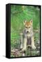 Timber Wolf Pup Sitting Down-null-Framed Stretched Canvas