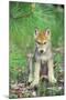 Timber Wolf Pup Sitting Down-null-Mounted Photographic Print