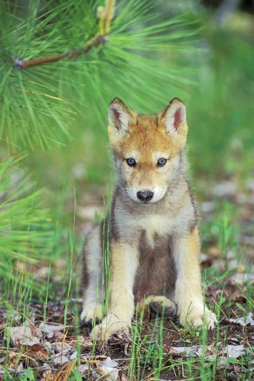 Photographic Print, , large