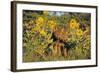 Timber Wolf Pups in Flowers-null-Framed Photographic Print