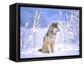 Timber Wolf Sitting in the Snow, Utah, USA-David Northcott-Framed Stretched Canvas