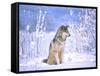 Timber Wolf Sitting in the Snow, Utah, USA-David Northcott-Framed Stretched Canvas