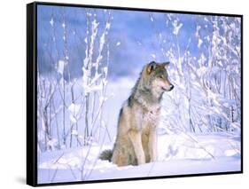 Timber Wolf Sitting in the Snow, Utah, USA-David Northcott-Framed Stretched Canvas