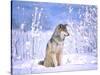 Timber Wolf Sitting in the Snow, Utah, USA-David Northcott-Stretched Canvas