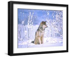 Timber Wolf Sitting in the Snow, Utah, USA-David Northcott-Framed Premium Photographic Print