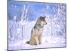 Timber Wolf Sitting in the Snow, Utah, USA-David Northcott-Mounted Premium Photographic Print