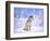 Timber Wolf Sitting in the Snow, Utah, USA-David Northcott-Framed Photographic Print