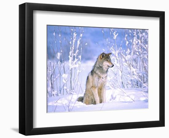 Timber Wolf Sitting in the Snow, Utah, USA-David Northcott-Framed Photographic Print