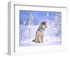 Timber Wolf Sitting in the Snow, Utah, USA-David Northcott-Framed Photographic Print