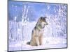 Timber Wolf Sitting in the Snow, Utah, USA-David Northcott-Mounted Photographic Print