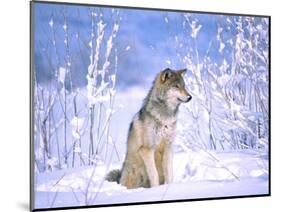 Timber Wolf Sitting in the Snow, Utah, USA-David Northcott-Mounted Photographic Print