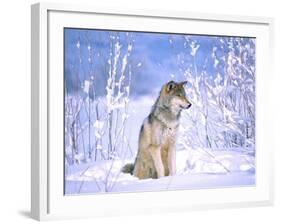 Timber Wolf Sitting in the Snow, Utah, USA-David Northcott-Framed Photographic Print