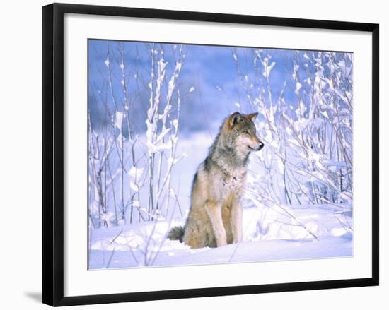 Timber Wolf Sitting in the Snow, Utah, USA-David Northcott-Framed Photographic Print