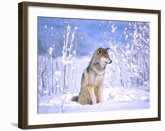 Timber Wolf Sitting in the Snow, Utah, USA-David Northcott-Framed Photographic Print