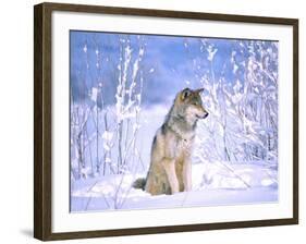 Timber Wolf Sitting in the Snow, Utah, USA-David Northcott-Framed Photographic Print