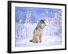 Timber Wolf Sitting in the Snow, Utah, USA-David Northcott-Framed Photographic Print