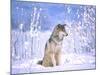 Timber Wolf Sitting in the Snow, Utah, USA-David Northcott-Mounted Photographic Print