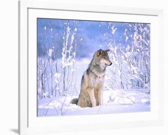 Timber Wolf Sitting in the Snow, Utah, USA-David Northcott-Framed Photographic Print