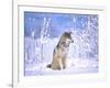 Timber Wolf Sitting in the Snow, Utah, USA-David Northcott-Framed Photographic Print