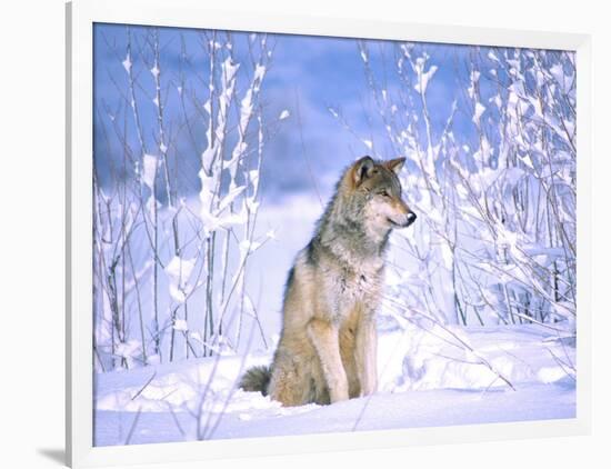 Timber Wolf Sitting in the Snow, Utah, USA-David Northcott-Framed Photographic Print