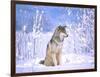 Timber Wolf Sitting in the Snow, Utah, USA-David Northcott-Framed Photographic Print