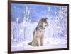 Timber Wolf Sitting in the Snow, Utah, USA-David Northcott-Framed Photographic Print