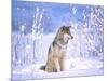 Timber Wolf Sitting in the Snow, Utah, USA-David Northcott-Mounted Photographic Print