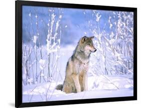 Timber Wolf Sitting in the Snow, Utah, USA-David Northcott-Framed Photographic Print