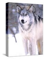 Timber Wolf, Utah, USA-David Northcott-Stretched Canvas