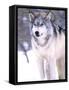 Timber Wolf, Utah, USA-David Northcott-Framed Stretched Canvas