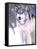 Timber Wolf, Utah, USA-David Northcott-Framed Stretched Canvas