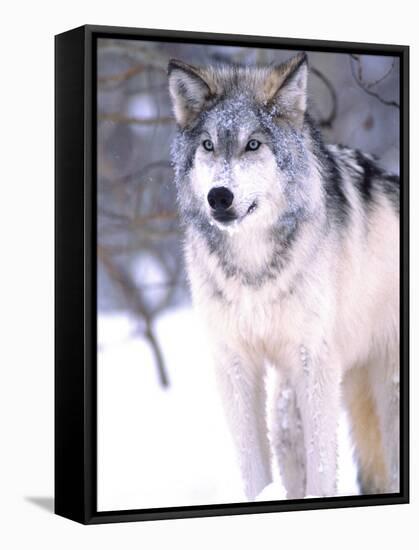 Timber Wolf, Utah, USA-David Northcott-Framed Stretched Canvas