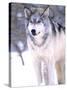 Timber Wolf, Utah, USA-David Northcott-Stretched Canvas