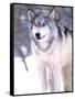 Timber Wolf, Utah, USA-David Northcott-Framed Stretched Canvas