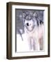 Timber Wolf, Utah, USA-David Northcott-Framed Photographic Print