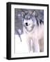 Timber Wolf, Utah, USA-David Northcott-Framed Photographic Print