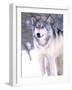 Timber Wolf, Utah, USA-David Northcott-Framed Photographic Print