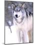 Timber Wolf, Utah, USA-David Northcott-Mounted Photographic Print