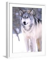 Timber Wolf, Utah, USA-David Northcott-Framed Photographic Print