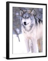 Timber Wolf, Utah, USA-David Northcott-Framed Photographic Print