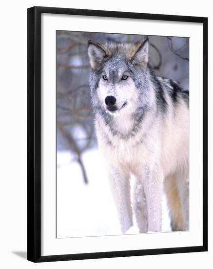 Timber Wolf, Utah, USA-David Northcott-Framed Photographic Print