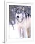 Timber Wolf, Utah, USA-David Northcott-Framed Photographic Print