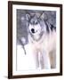 Timber Wolf, Utah, USA-David Northcott-Framed Photographic Print