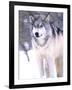 Timber Wolf, Utah, USA-David Northcott-Framed Photographic Print