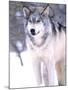 Timber Wolf, Utah, USA-David Northcott-Mounted Photographic Print