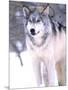 Timber Wolf, Utah, USA-David Northcott-Mounted Photographic Print